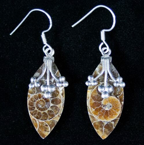 Ammonite Fossil Earrings - Sterling Silver #12775